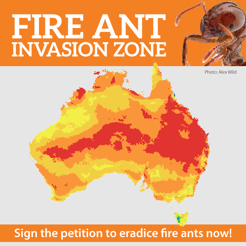 fireantsinvasionzone Invasive Species Council