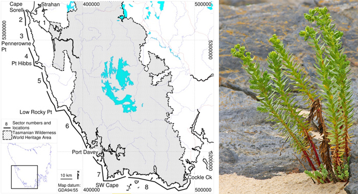 Over the past ten years remote area volunteers have covered a huge amount of ground in their mission to eradicate sea spurge, from Cape Sorell all the way south to Cockle Creek.