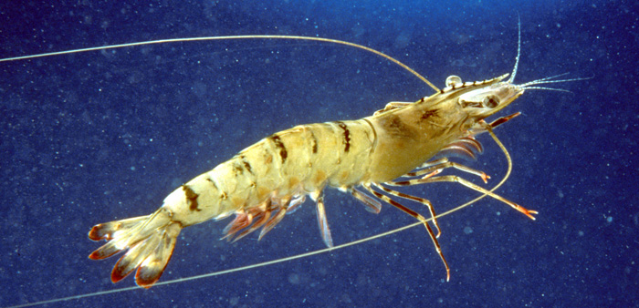 The giant tiger prawn (Penaeus monodon) is the dominant prawn species farmed in Asia and Australia. Photo: CSIRO Marine Research