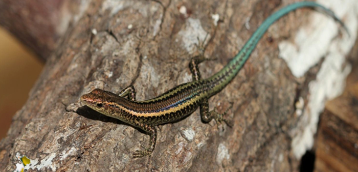 The Blue-tailed Skink is endemic to Christmas Island. Photo: Parks Australia