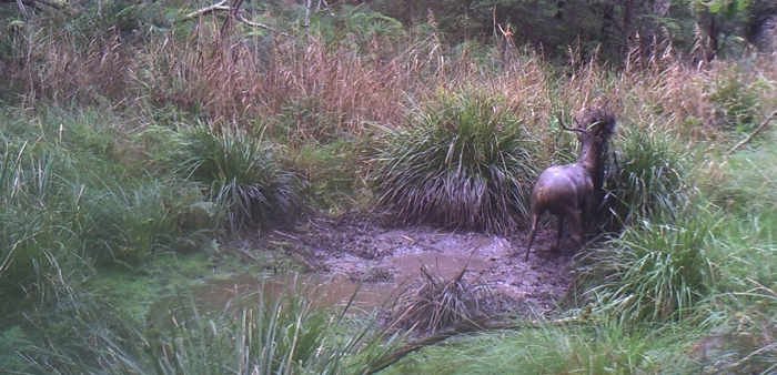 A feral deer damaging land on private property in NSW.