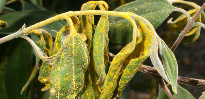 Scrub myrtle (Rhodamnia rubsecens) has been so badly hit by myrtle rust since the disease reached Australia in 2010 that is was nominated for listing as critically endangered. Photo: Tim Low