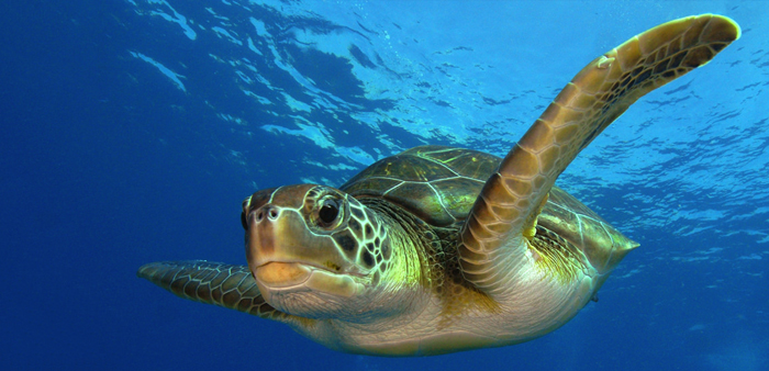 Barrow Island supports internationally significant nesting populations for two species of threatened marine turtles, the flatback and green turtle (pictured). Photo: Green sea turtle | Philippe Guillaume | Flickr | CC BY-NC 2.0