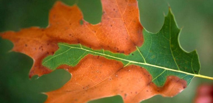 Leaf of scarlet oak with some banding of colours between scorched and symptomless tissue but barely any yellow band. Photo: John Hartman, University of Kentucky, Bugwood.org | CC BY 3.0