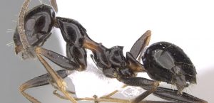 At just 4mm in length, the browsing ant is tiny, but an outbreak could have huge consequences for Australia's farming community and our natural environment. Photo: Shannon Hartman | www.antweb.org