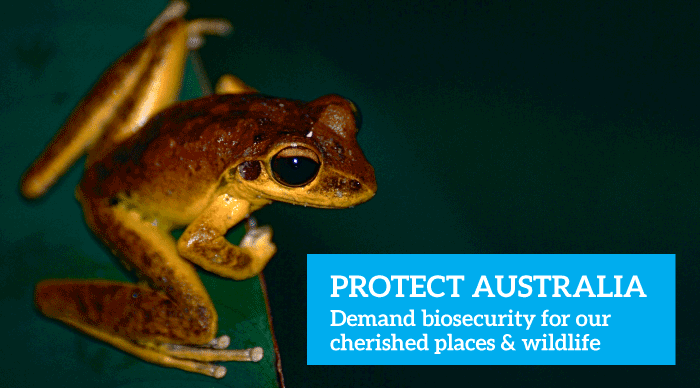 Like many native frogs in Australia the Northern Stony Creek tree frog is threatened by the infectious disease Chytridiomycosis, which has caused frog extinctions worldwide. Photo: Bernard Dupont | CC BY-SA 2.0