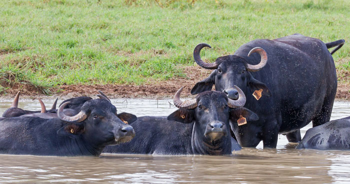 Water buffalo in the Northern Territory. Photo: Geoff Whalan | Flickr | CC BY-NC-ND 2.0