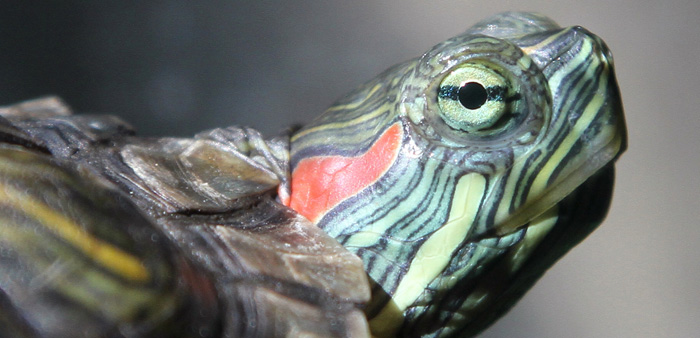 Red-eared slider turtles have been rated one of the world’s worst invasive species. Photo: Jim, the Photographer | Flickr | CC BY 2.0