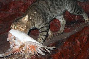 Feral cat with galah. Photo: Mark Marathon | CC BY-SA 4.0