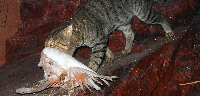 Feral cat with galah. Photo: Mark Marathon | CC BY-SA 4.0