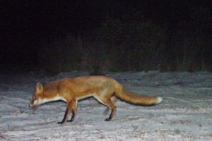 Eradicating foxes before they become well established will avert major harm to wildlife. Photo: Queensland Parks and Wildlife Service, published in Allen et. al. (2017)