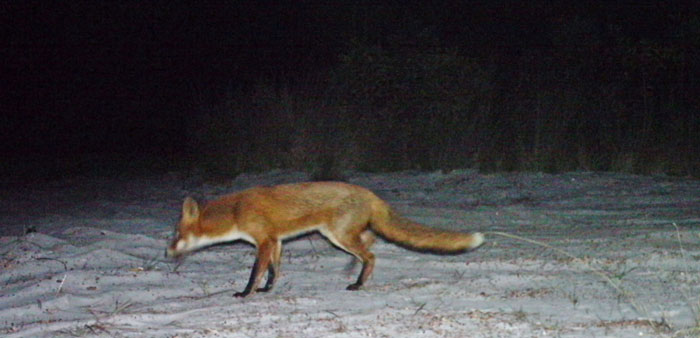 Eradicating foxes before they become well established will avert major harm to wildlife. Photo: Queensland Parks and Wildlife Service, published in Allen et. al. (2017)