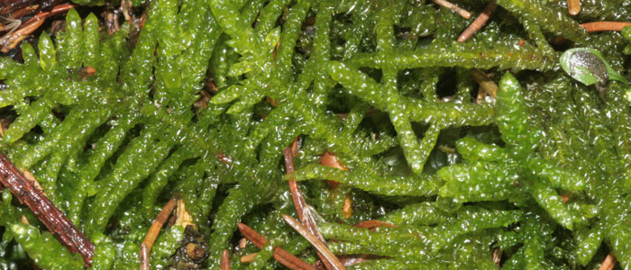 Careful where you tread! Pseudoscleropodium purum is an invasive moss that reproduces by fragmentation, making it easy to spread.