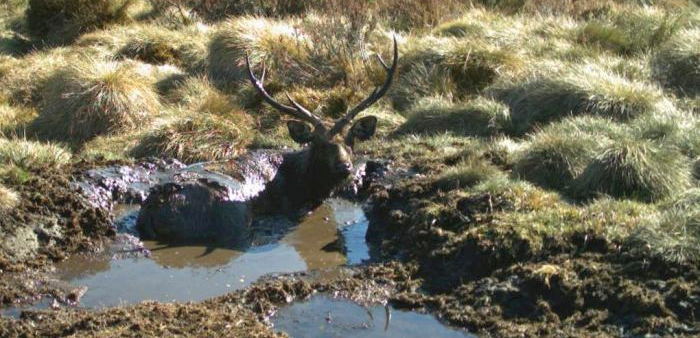 Sambar deer in a wallow on the Bogong High Plains, Alpine National Park. Photo: Parks Victoria