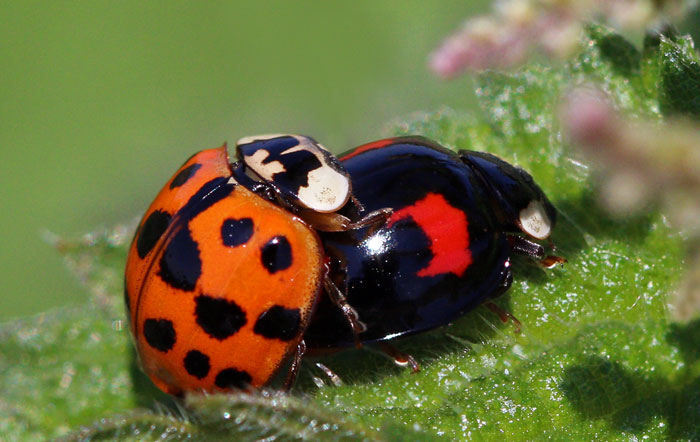 The harlequin ladybird is widely considered to be one of the world’s most invasive insects. Photo: Charles J Sharp - Sharp Photography | CC BY-SA 4.0