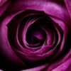 Imported roses and their many petals provide great hiding spots for invasive pests.