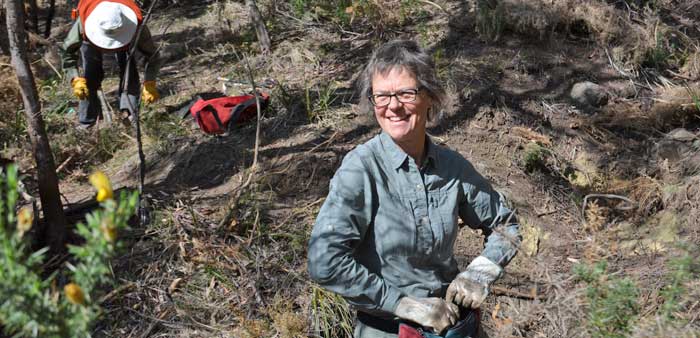 Sally Wayte, a Bushcare volunteer with the Friends of Knocklofty in Hobart, helps clear out gorse from bushland in Knocklofty Reserve. Photo: John Sampson Sally Wayte