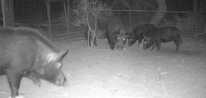 Feral pigs caught in a trap in Victoria's far northwest.