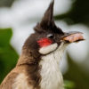 Red-whiskered bulbuls are a serious pest bird that damage fruit crops, spread weeds and compete with native bird species. Photo: Creepanta | CC BY-SA 4.0