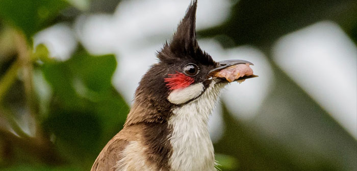 Red-whiskered bulbuls are a serious pest bird that damage fruit crops, spread weeds and compete with native bird species. Photo: Creepanta | CC BY-SA 4.0