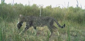 Feral cat French Island