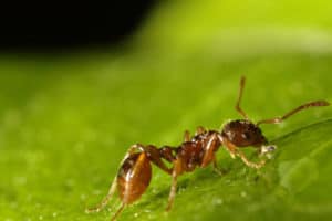 European Fire ant