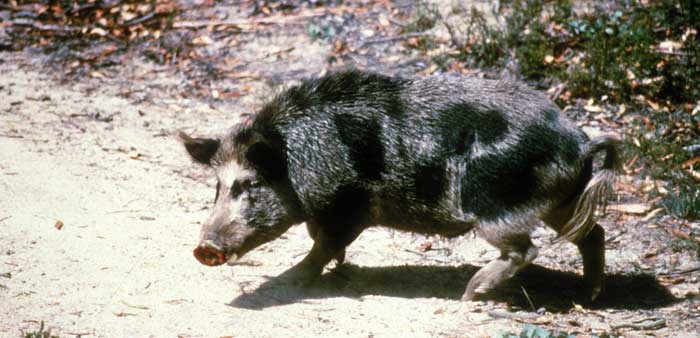 Feral Pig