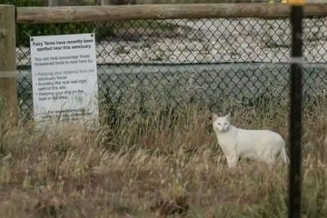 The white cat spotted by Claire and the volunteers looking out for the fairy terns. Image credit: Claire Greenwell