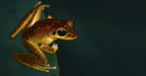 Northern Stony Creek Tree Frog