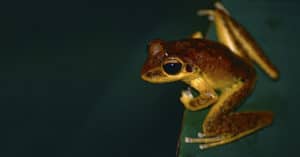 Northern Stony Creek Tree Frog