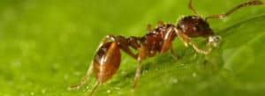 Fire ant