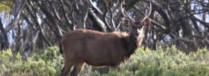 Sambar Deer