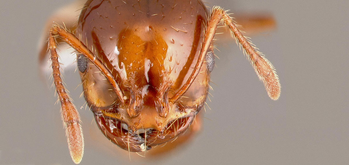 Head of a red fire ant. Image www.antweb.org