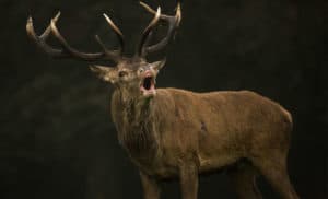 Deer are becoming an increasing problem in Australia.