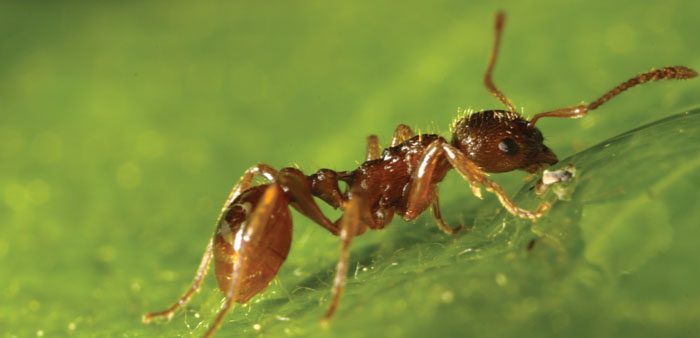 European fire ant - photo Kjetil Fjellheim