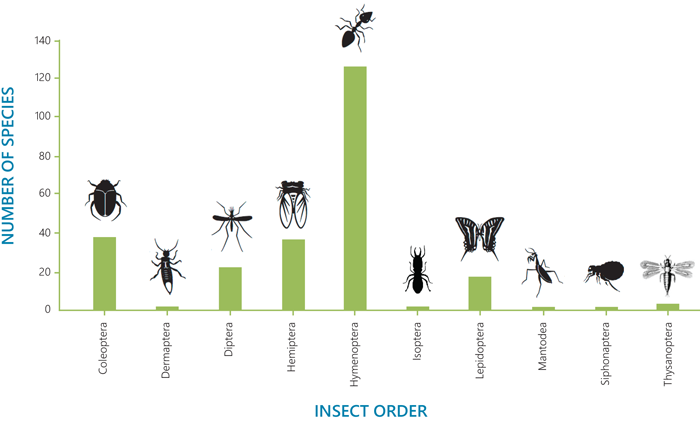 Insect orders with the highest numbers of environmentally harmful invasive insect species worldwide