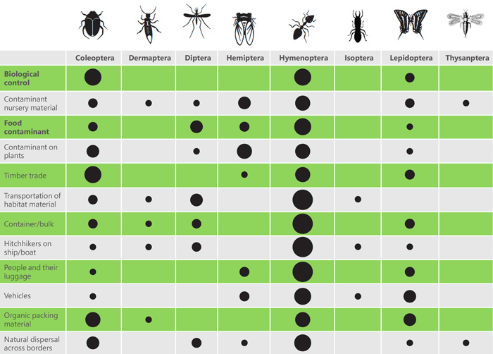 Introduction pathways by invasive insects