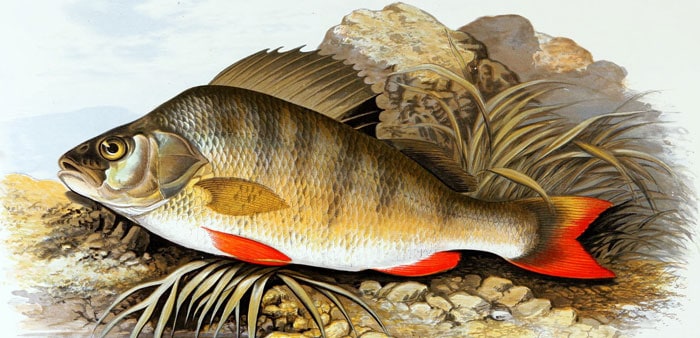 Redfin perch, Alexander Francis Lydon (1836-1917). Public domain.