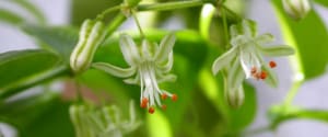 Bridal creeper. Photo: Matthew Baker