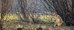 Increased bushfires under climate change are exposing our native species to feral predators