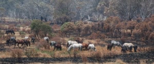 Feral horses grazing on what little vegetation remains in Kosciuszko National Park after the 2020 summer bushfires.