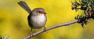 Superb fairy wren. Photo: Patrick Kavanagh