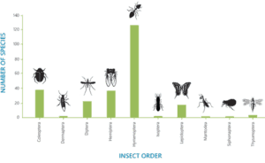 The insect orders with the highest numbers of environmentally harmful invasive insect species worldwide.