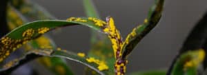 Myrtle Rust