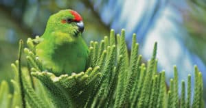 Critically endangered Norfolk Island green parrot. Photo: Luis Ortiz-Catedral