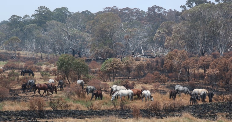 Feral horses grazing on what little vegetation remains in Kosciuszko National Park after the 2020 summer bushfires.