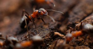 Fire ants. Photo: Mikhail Vasilyev | Unsplash
