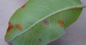 Myrtle rust infection. Photo: NSW Department of Industry and Innovation