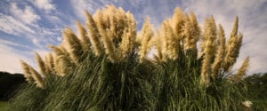 Pampas grass. Photo: Takashi Hososhima | CC BY-NC-ND 2.0