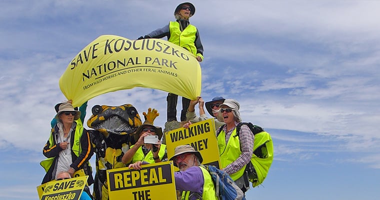 Passionate volunteers walk to the summit of Mt Kosciuszko calling for greater protection of Kosciuszko National Park from feral animals.